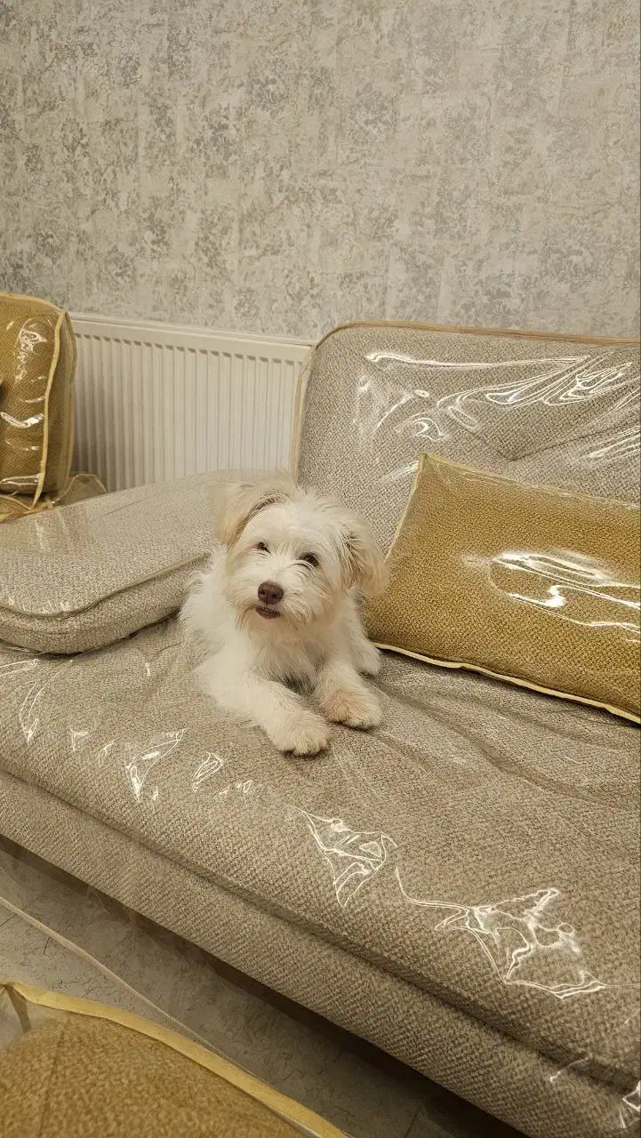 واگذاری سگ دوست داشتنی و پرانرژی|سگ|مبارکه, |دیوار