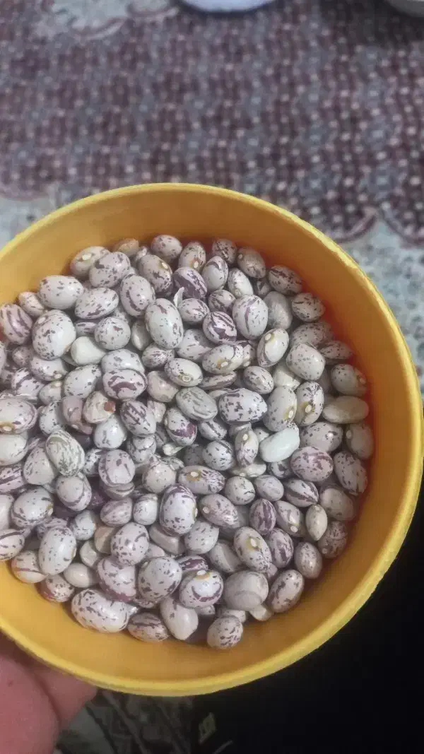 لوبیا چیتی|عمدهفروشی|درودزن, |دیوار