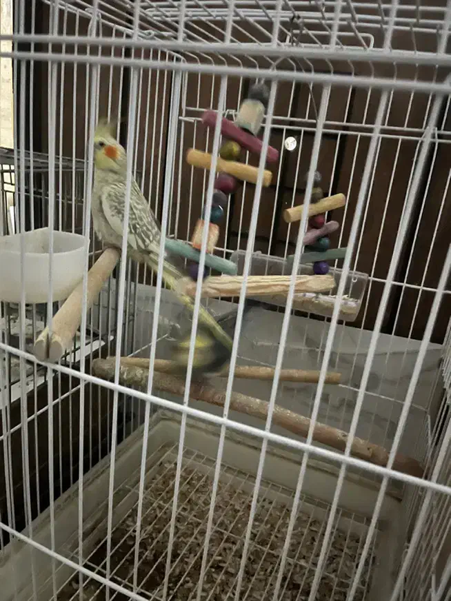 عروس هلندی|پرنده|تهران, بروجردی|دیوار