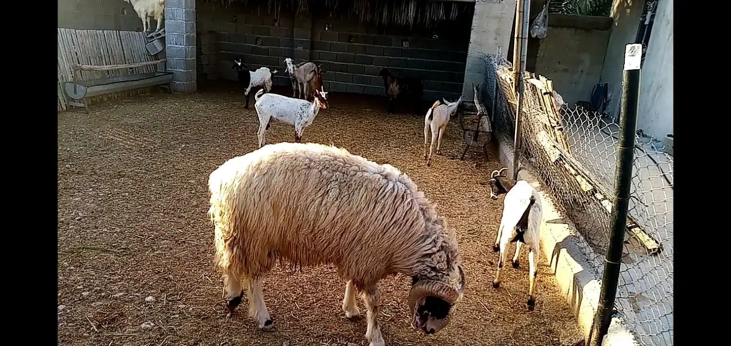 شیشک قوچ|حیوانات مزرعه|جم, |دیوار