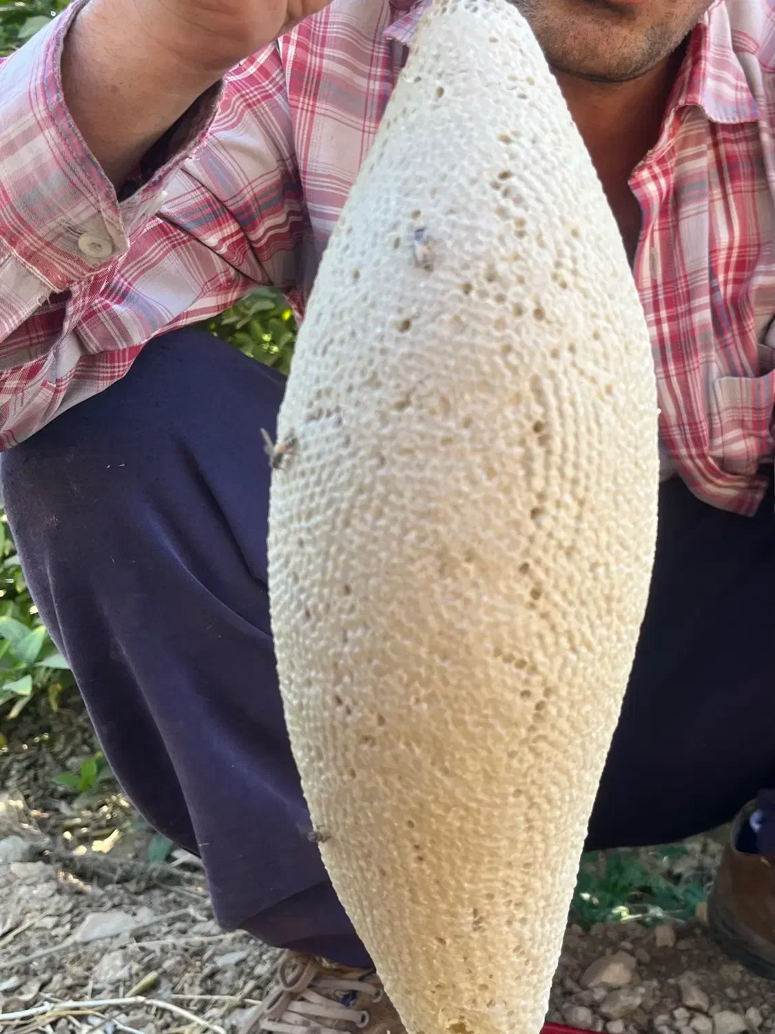 عسل کوهی|خوردنی و آشامیدنی|دوگنبدان, |دیوار