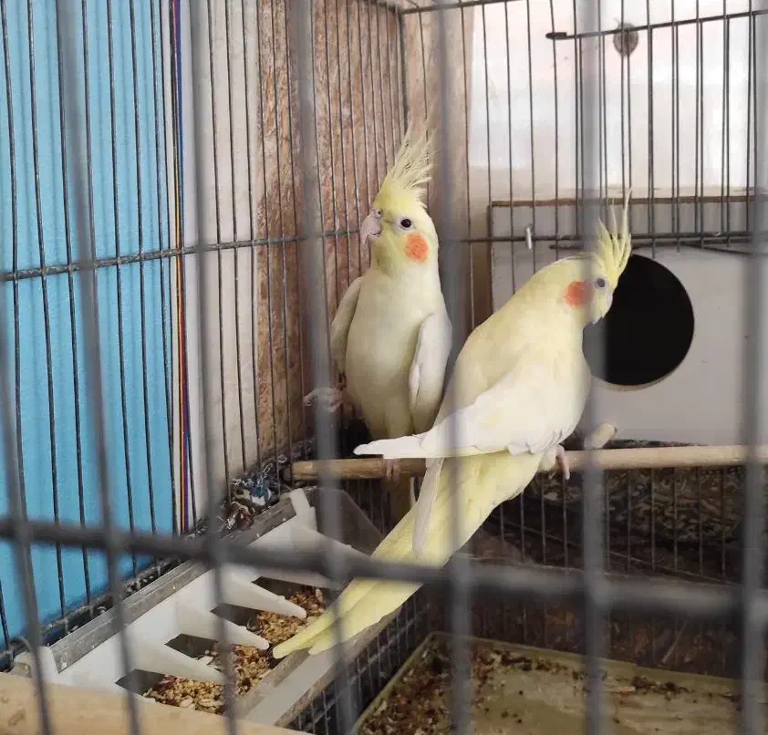 عروس هلندی|پرنده|قم, نیروگاه|دیوار