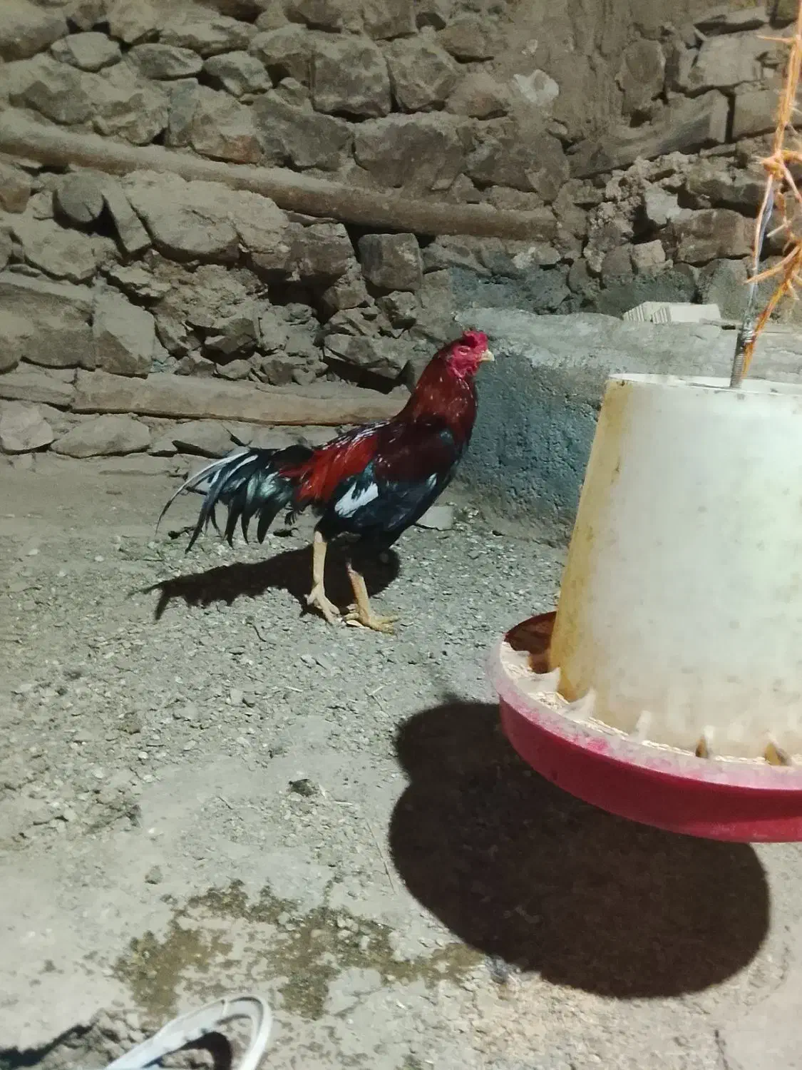 خروس|حیوانات مزرعه|سروآباد, |دیوار