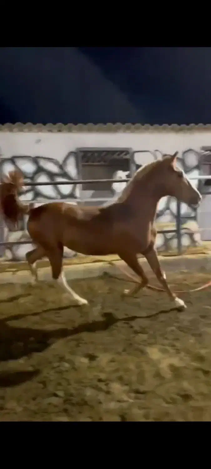 کرهه سهیل حیدر|اسب و تجهیزات اسبسواری|رشت, منظریه|دیوار