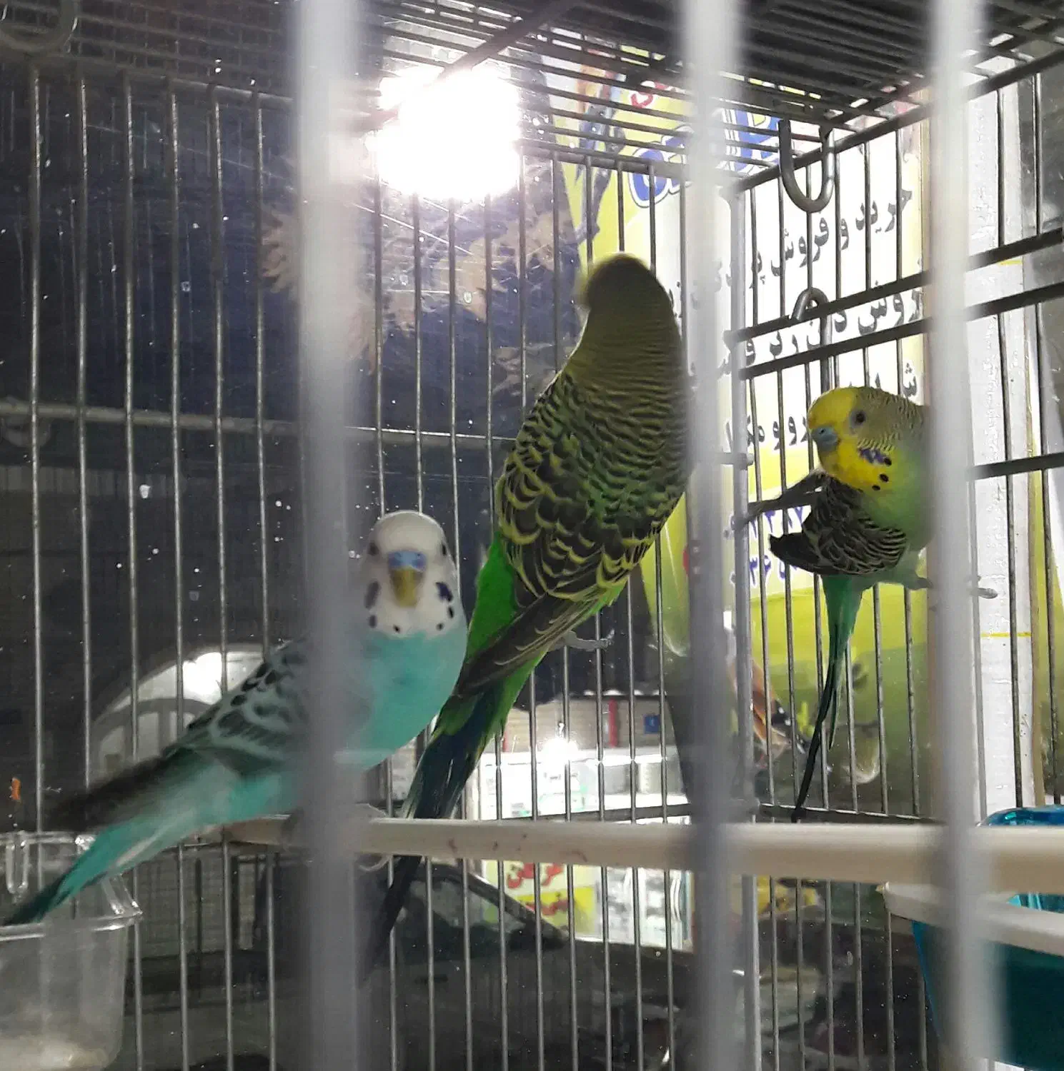 مرغ عشق انگلیسی|پرنده|تهران, جوادیه تهرانپارس|دیوار