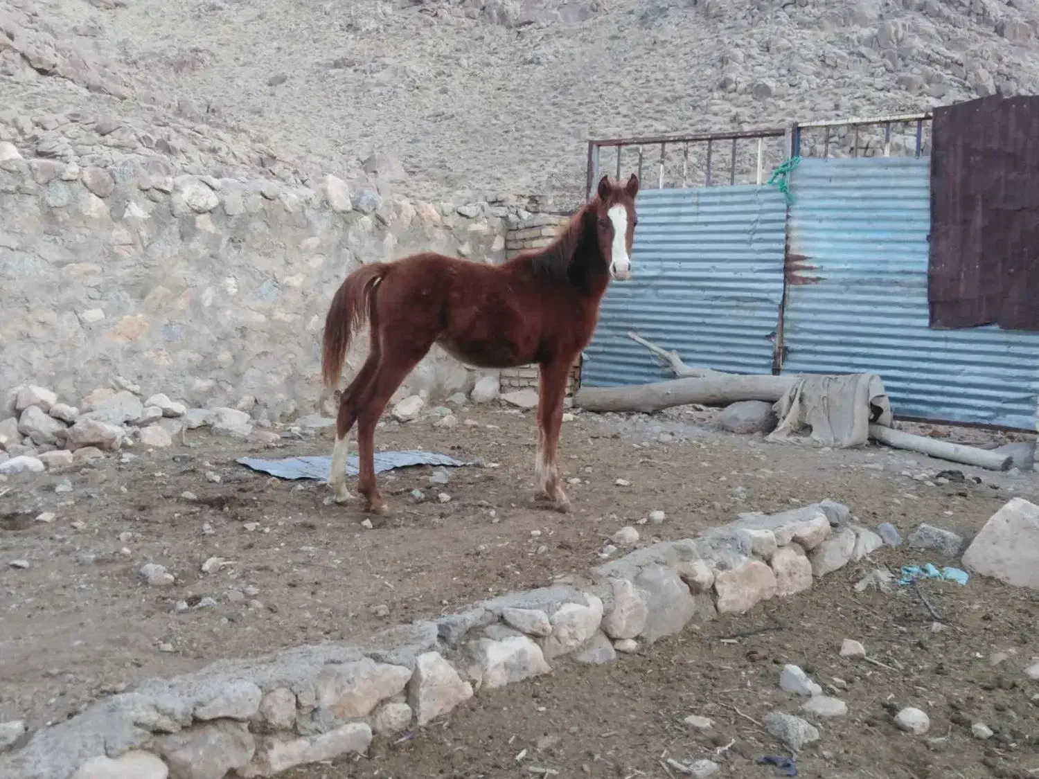 کره نریون|اسب و تجهیزات اسبسواری|مهریز, |دیوار