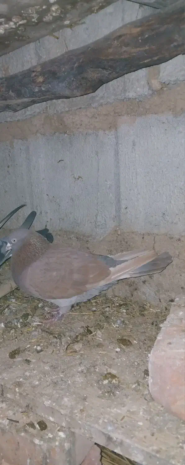 نر انگلیسی|پرنده|ثمرین, |دیوار