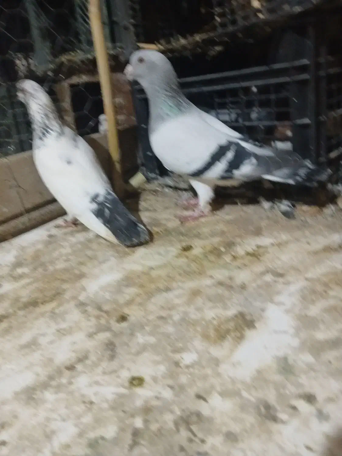 کبوتر|پرنده|گرگان, |دیوار