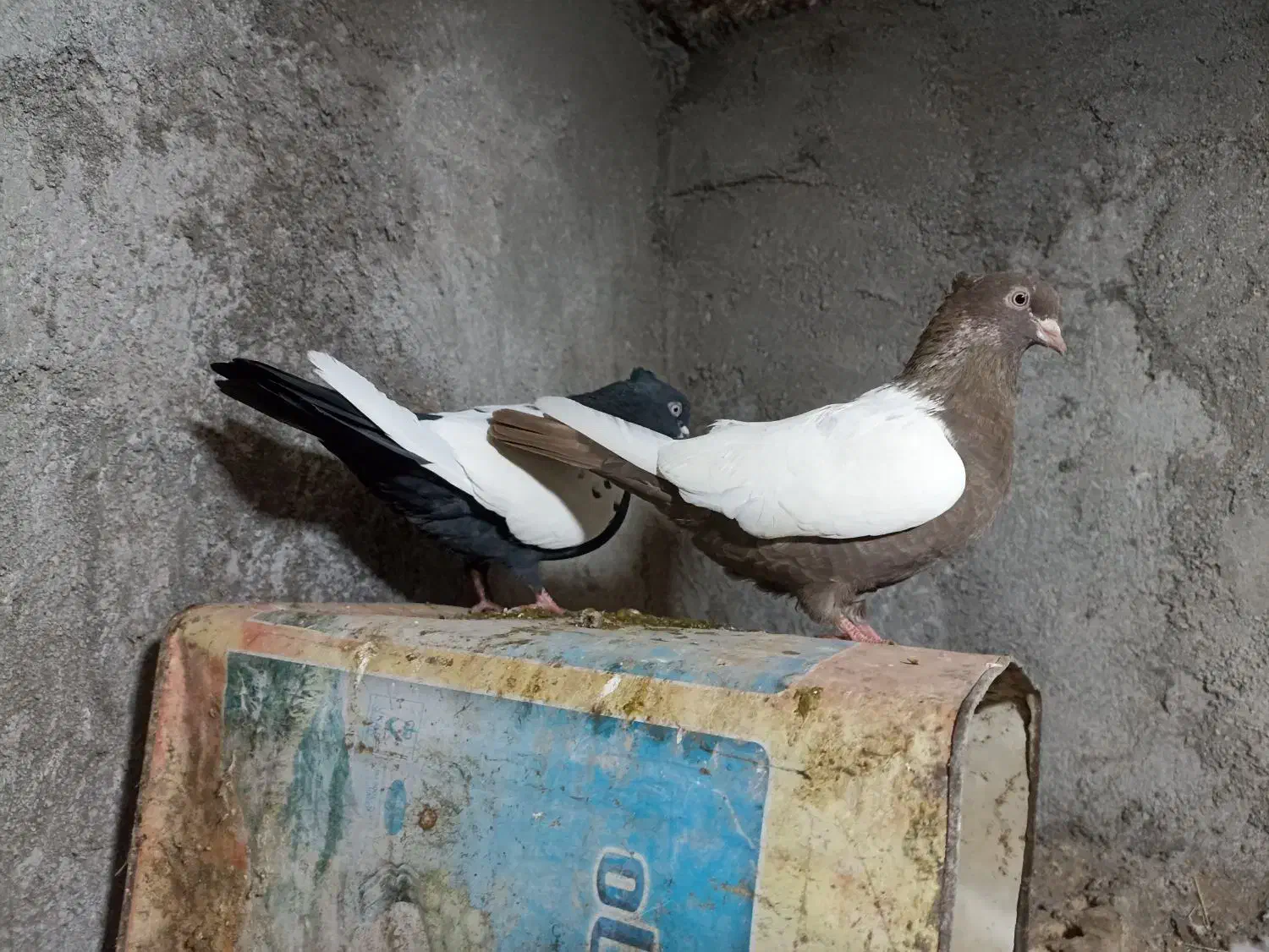 کفتر.|پرنده|فریمان, |دیوار