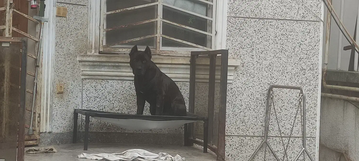 جای خواب سگ|لوازم جانبی حیوانات|نوشهر, |دیوار