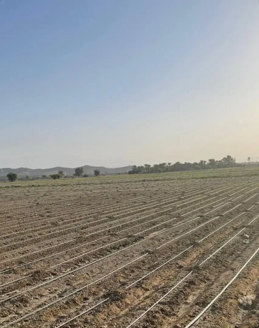 ۱۵ هکتار زمین قطره ای برقی کریم اباد|اجارهٔ دفتر صنعتی، کشاورزی، تجاری|اسماعیلی, |دیوار