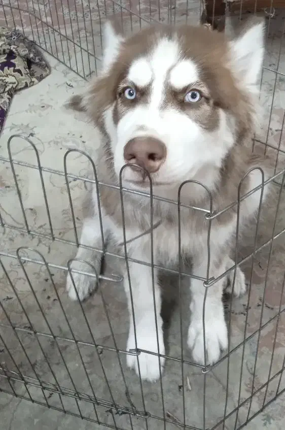 سگ هاسکی|سگ|تهران, سیروس|دیوار