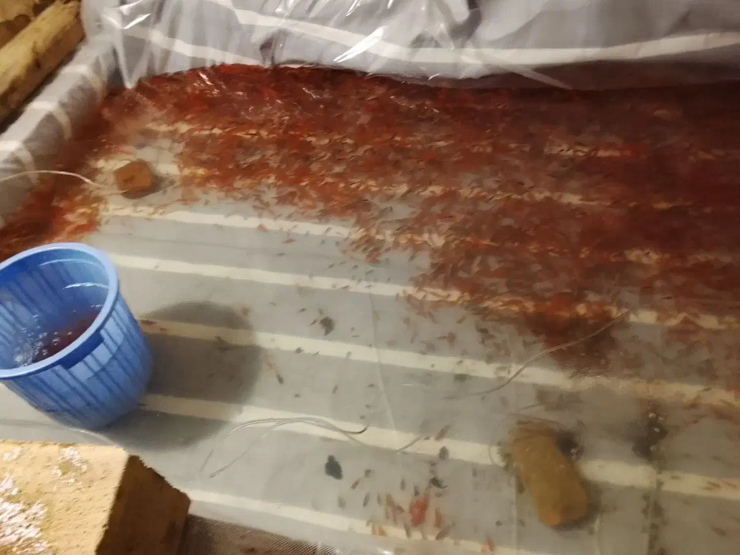 ماهی قرمز|ماهی|تهران, دانشگاه شریف|دیوار