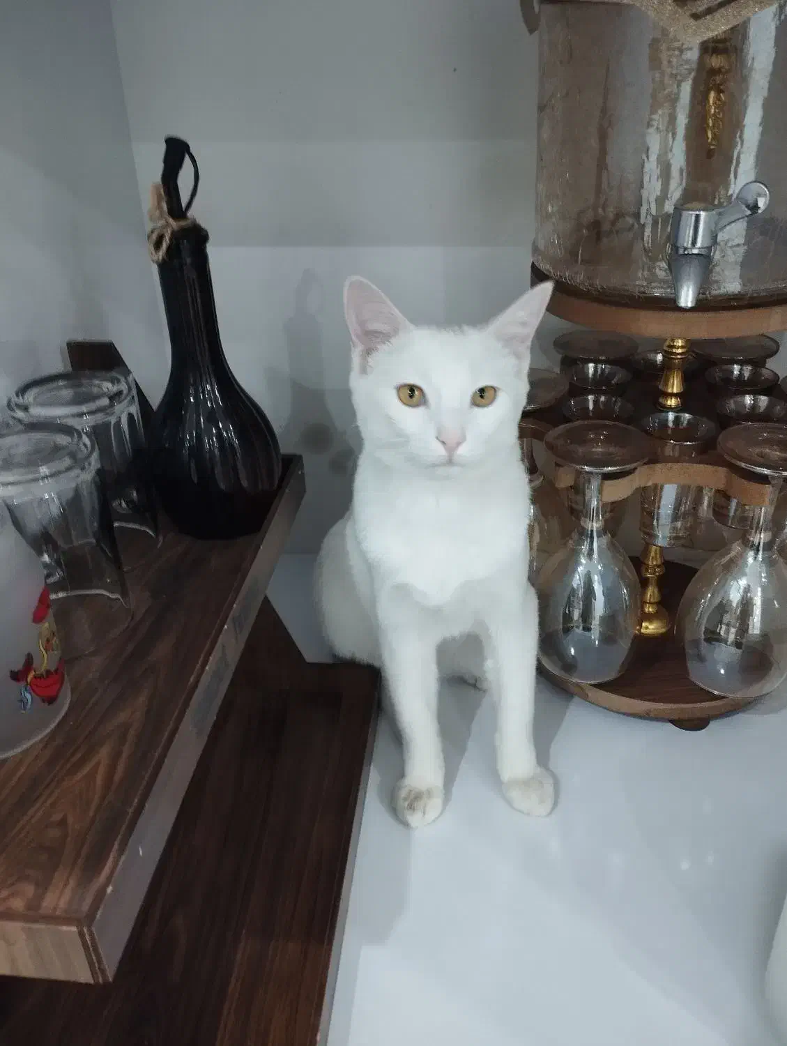 گربه سفیدزیبا|گربه|کاشمر, |دیوار