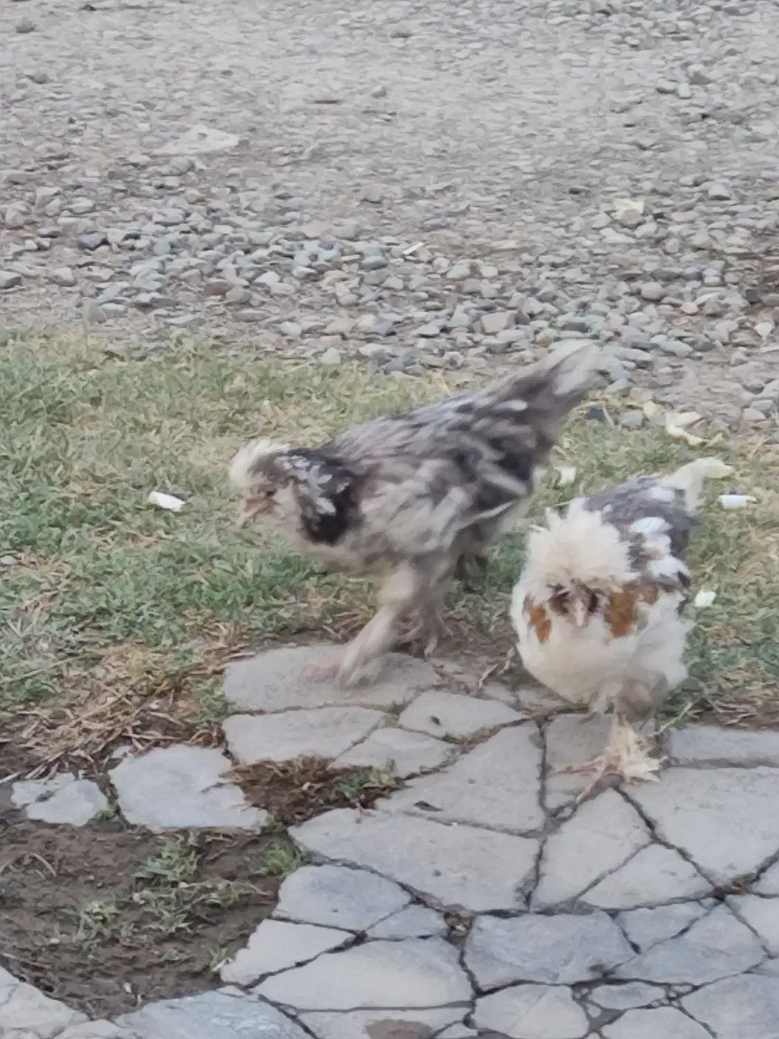 مرغ پاپر نژاد دار|حیوانات مزرعه|احمدآبادمستوفی, |دیوار