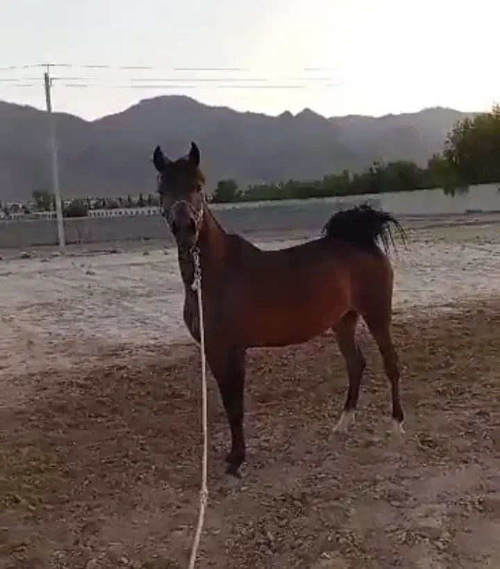 مادیون عرب ۶ماه ابستن با سیلمی وارداتی|اسب و تجهیزات اسب‌سواری|بندرعباس, |دیوار