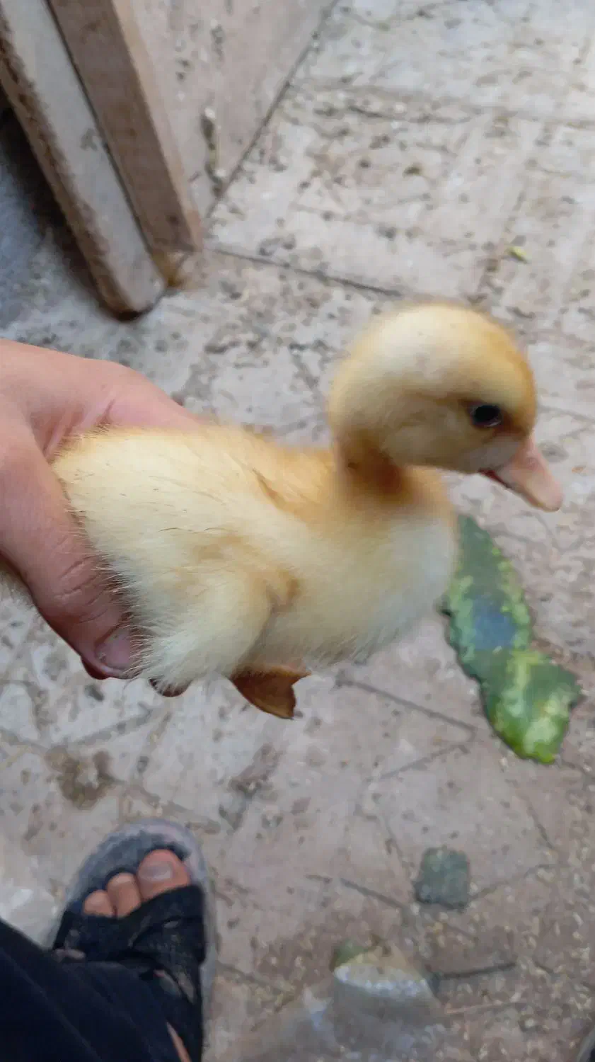 گلپایگانی|حیوانات مزرعه|چمران, |دیوار