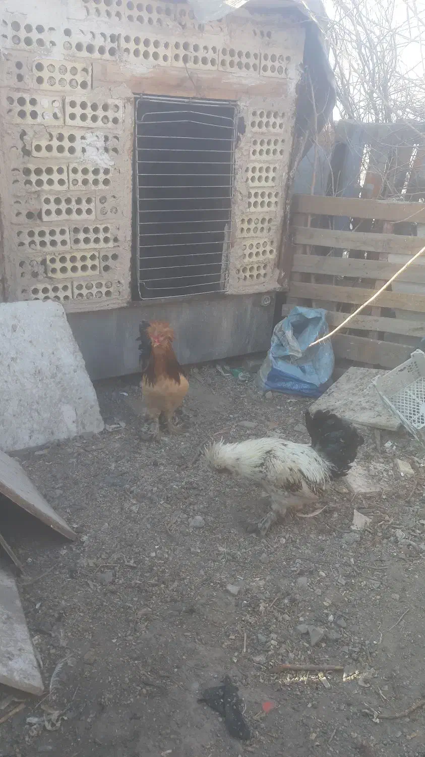 دو عدد خروس سلطان|حیوانات مزرعه|چهاردانگه (تهران), |دیوار