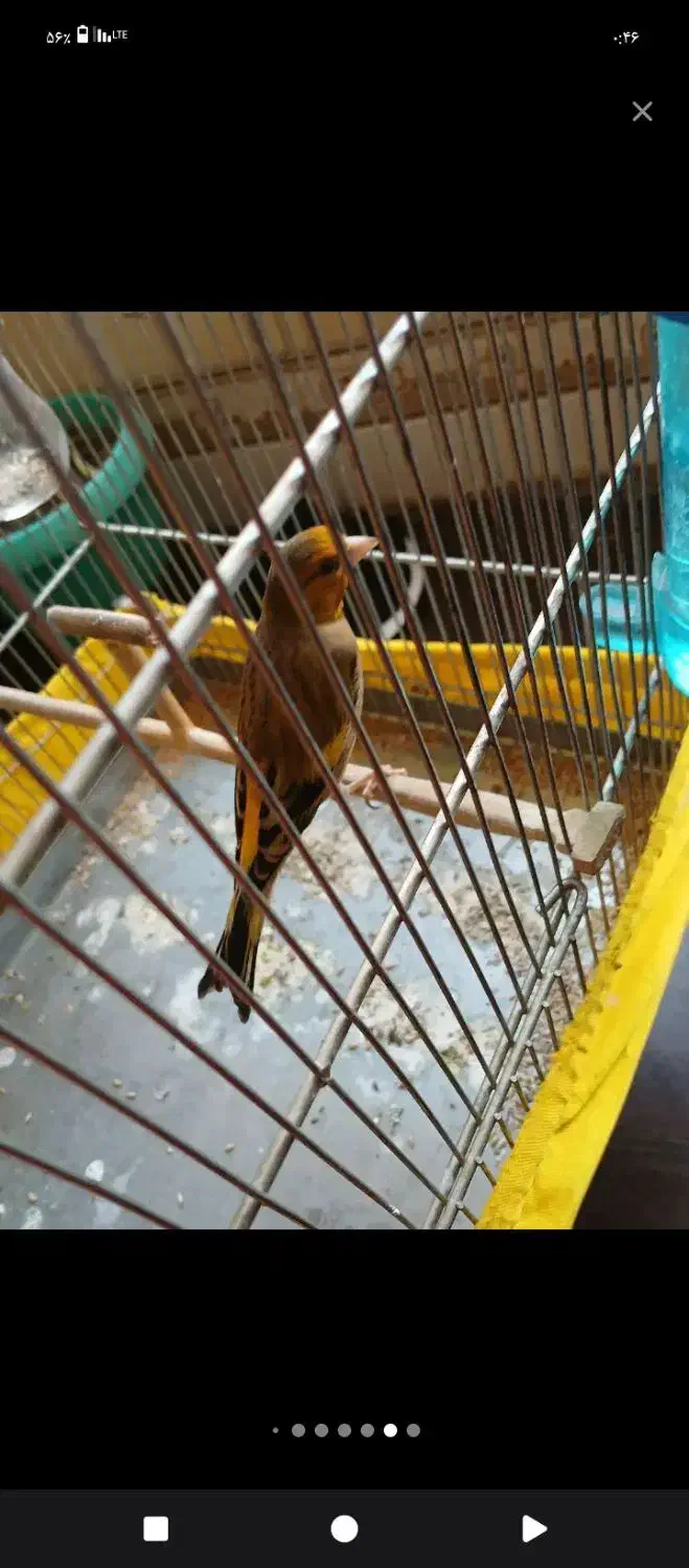 سهره قناری|پرنده|الیگودرز, |دیوار