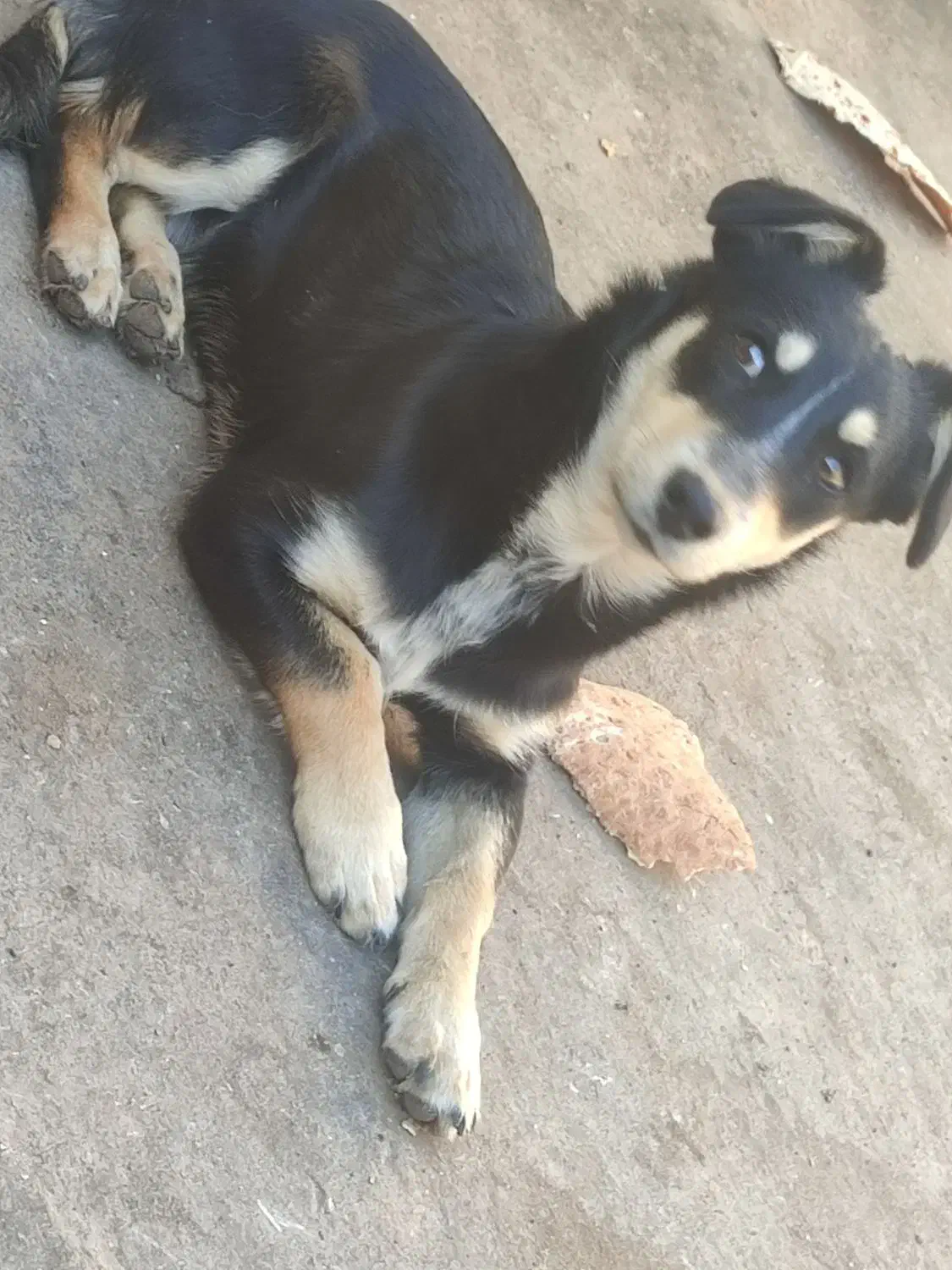 سگ پاکوتاه|سگ|مشهد, رده|دیوار