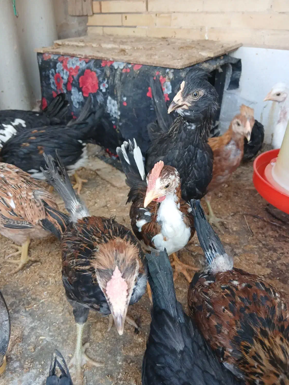 مرغ وجوجه گلین تخم مرغ نطفه دار موجود است|حیوانات مزرعه|رفسنجان, |دیوار