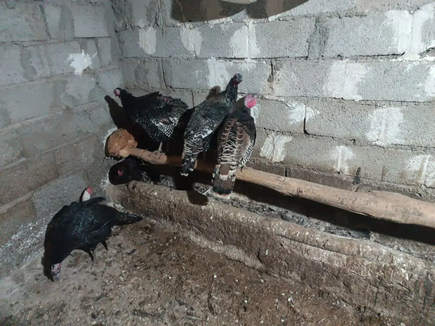 بوقلمون طبیعی و اصل روستا|حیوانات مزرعه|مرادلو, |دیوار