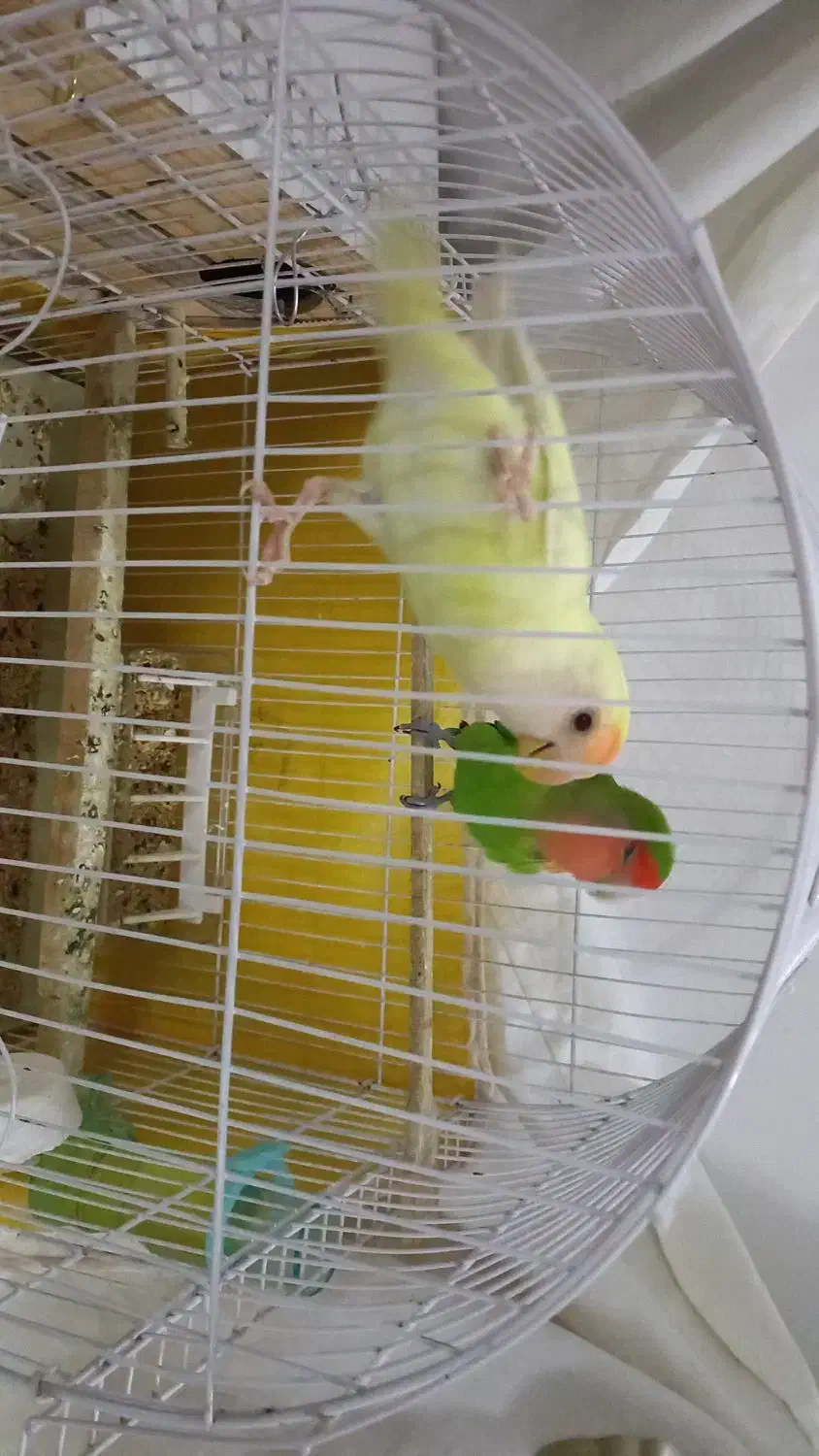 طوطی|پرنده|آبیک, |دیوار