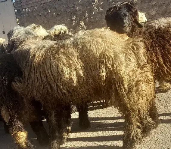 بره قوچی|حیوانات مزرعه|بلداجی, |دیوار