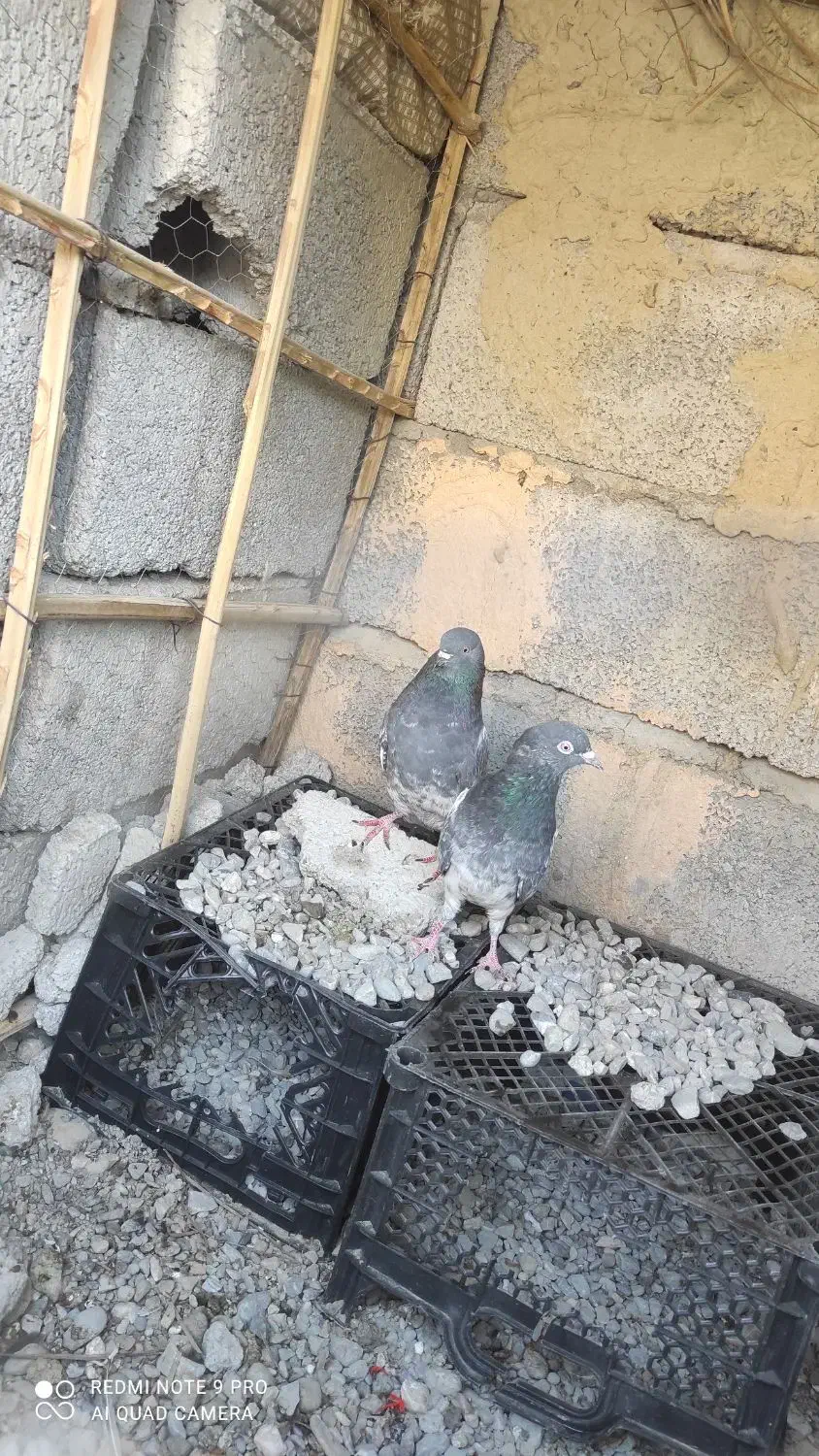 سلام نرماده|پرنده|ایرانشهر, |دیوار