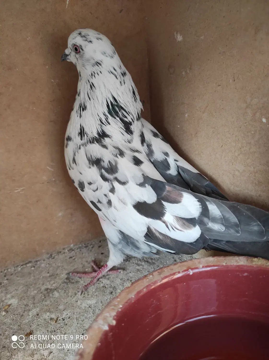 معاوضه انواع پرنده با مرغ عشق. عروس هلندی و کفتر|پرنده|رودهن, |دیوار