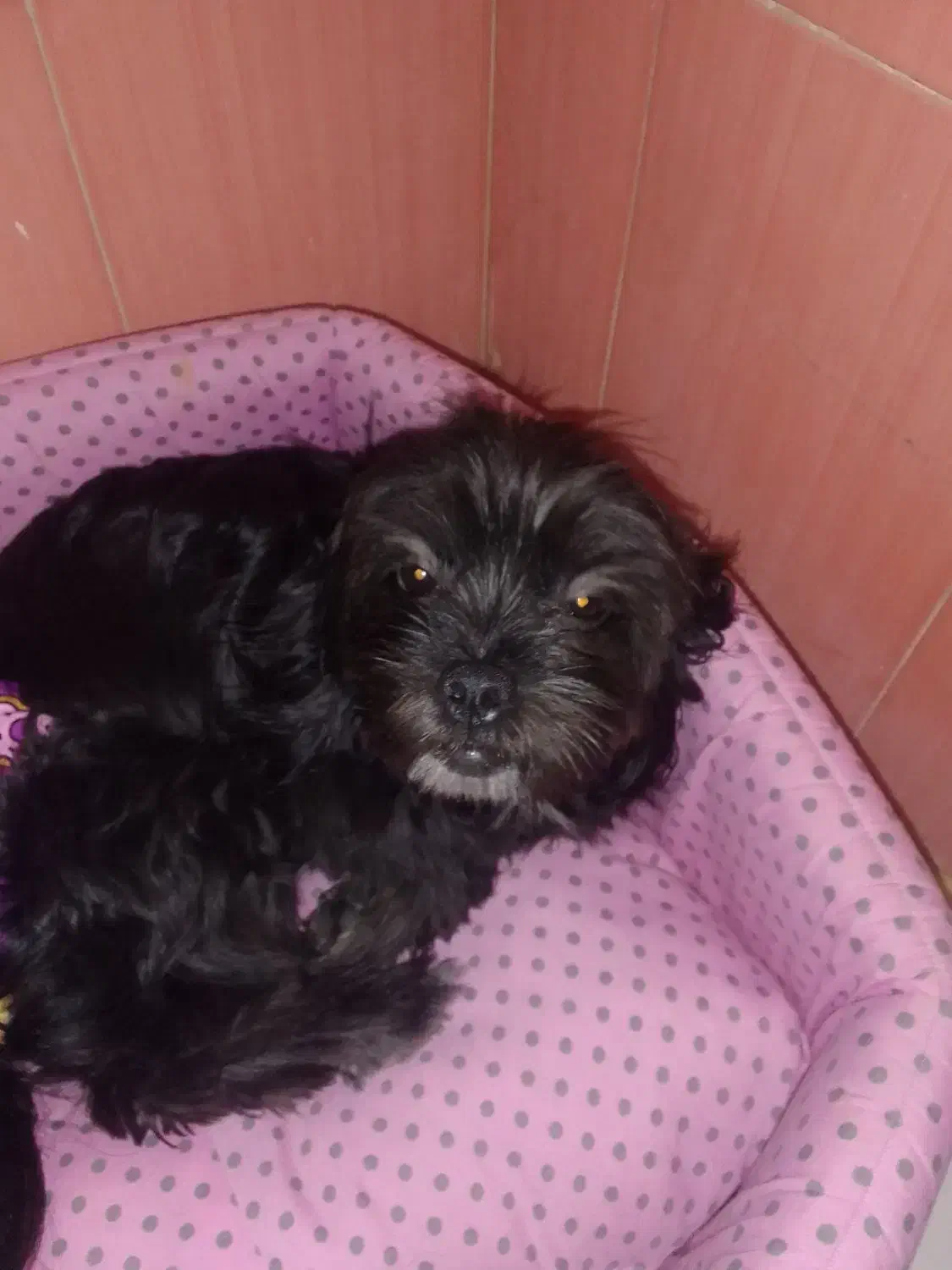 سگ خونگی|سگ|اسلام‌شهر, شهرک قائمیه|دیوار