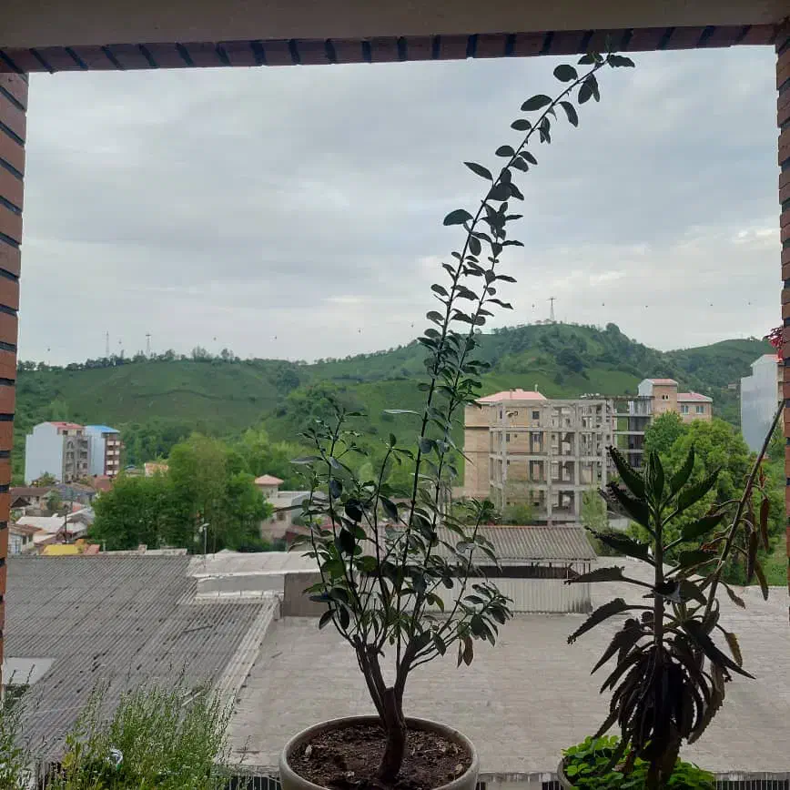 ۱۵۰متری ویو ابدی سعدی|فروش آپارتمان|لاهیجان, کوه بیجار|دیوار