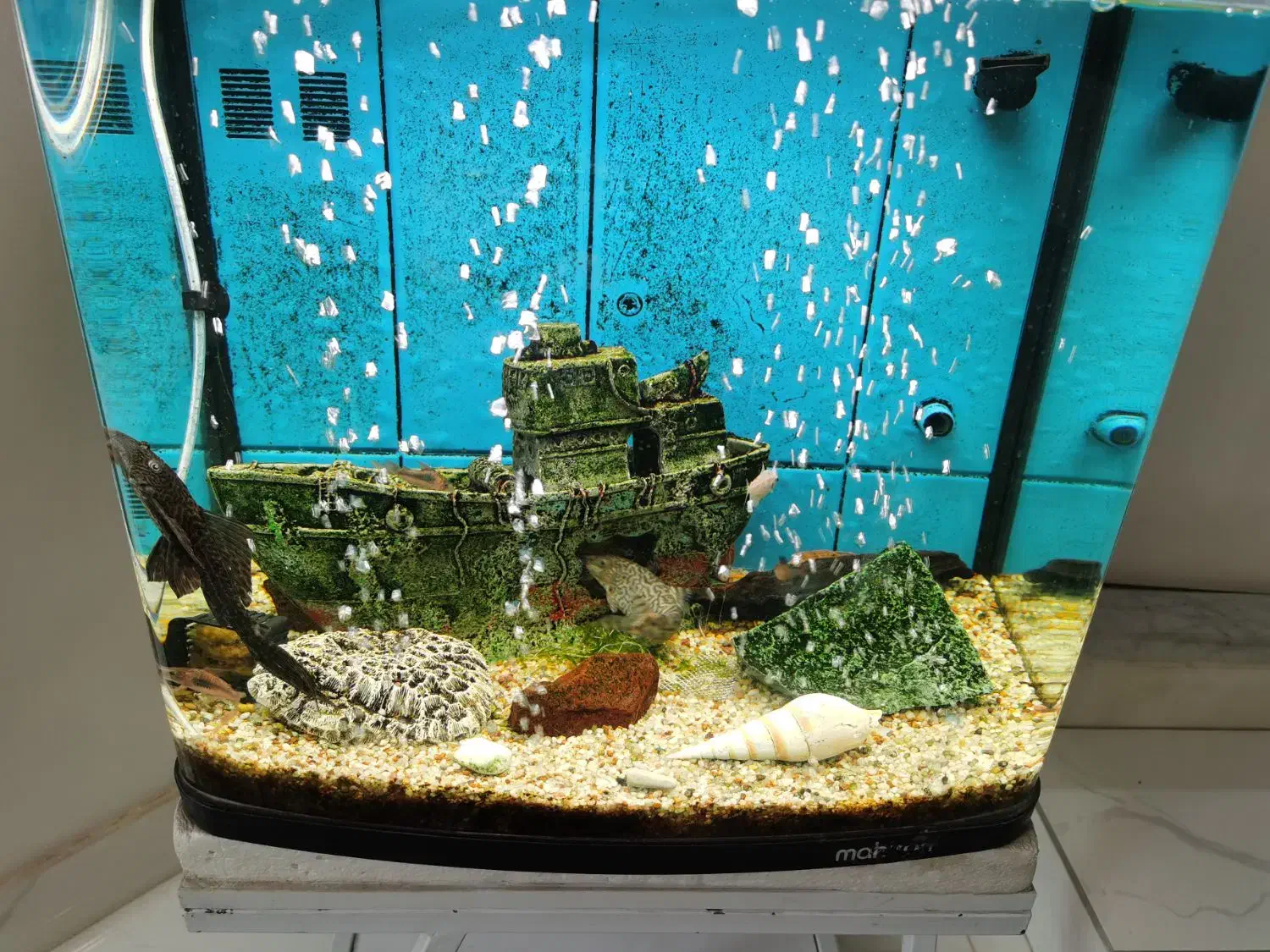 آکواریوم زیبا|ماهی|شهریار, کهنز|دیوار