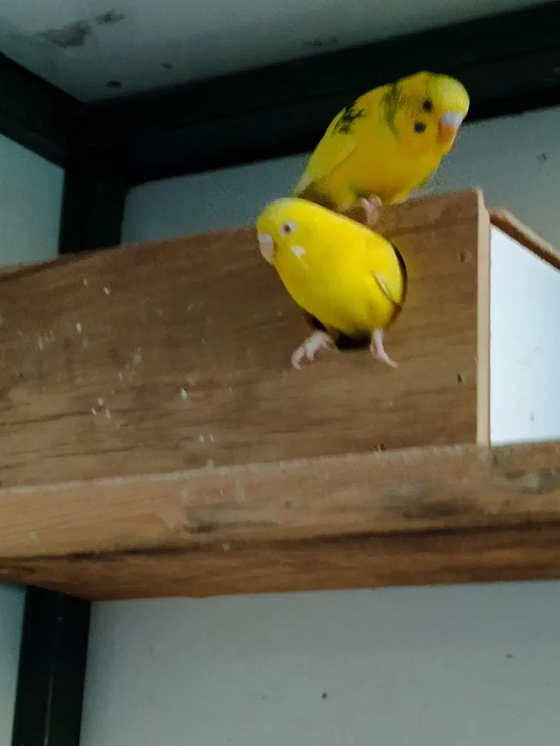 مرغ عشق از 100به تا 700|پرنده|قشم, |دیوار