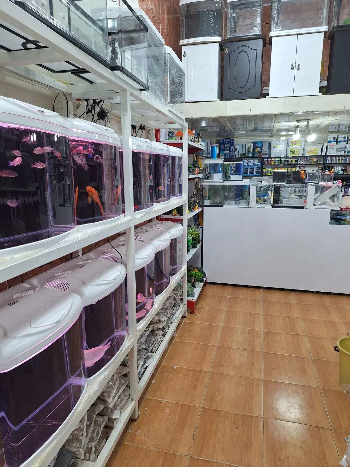 ماهی (آکوریوم Dezfish)|ماهی|دزفول, |دیوار