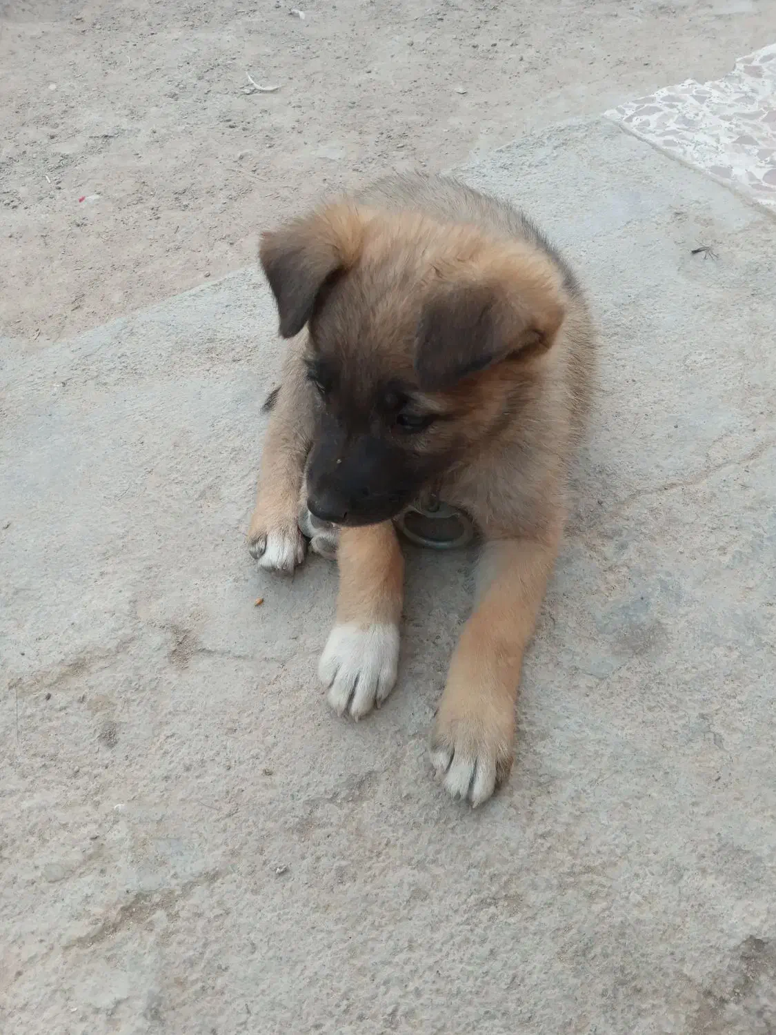 حیوان نمایشی....|سگ|اسفراین, |دیوار