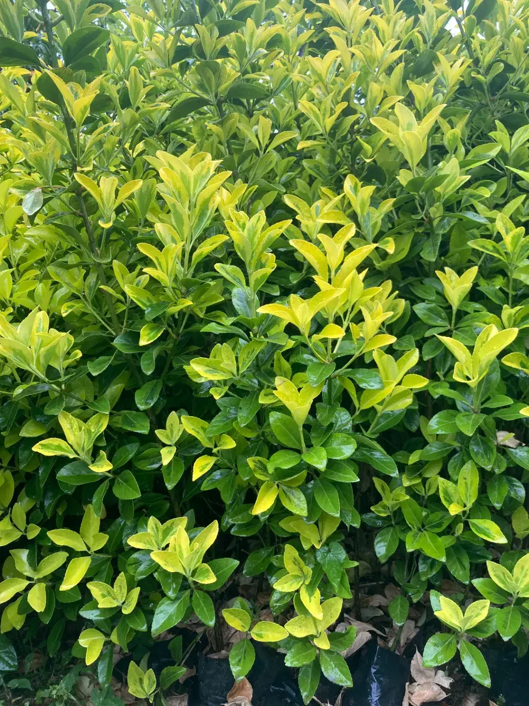 شمشاد نایلکسی و زمینی با ارتفاع ۱متر بصورت عمده|گل و گیاه طبیعی|رشت, دیلمان|دیوار