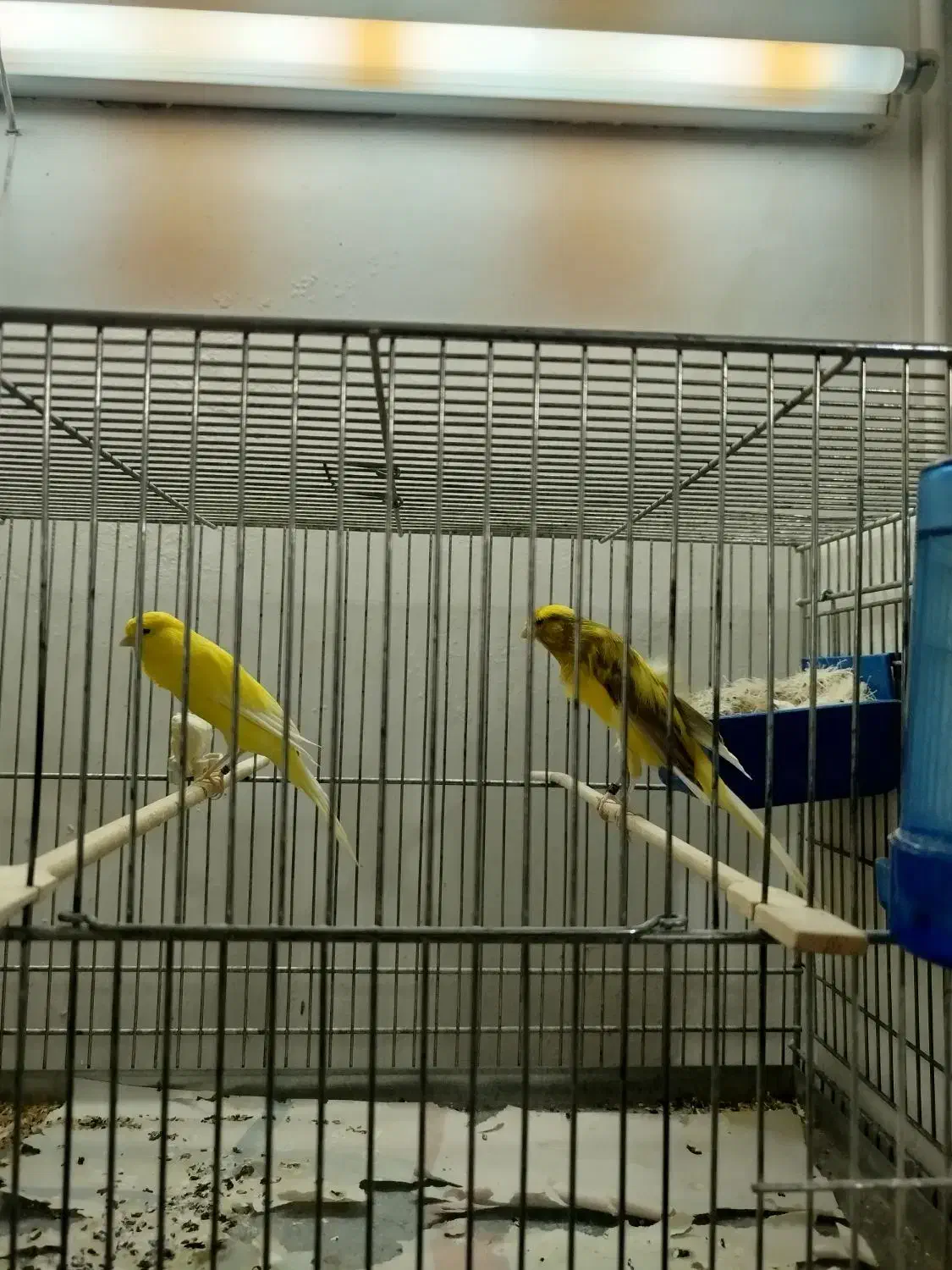 قناری مولد|پرنده|حمیدیا, |دیوار