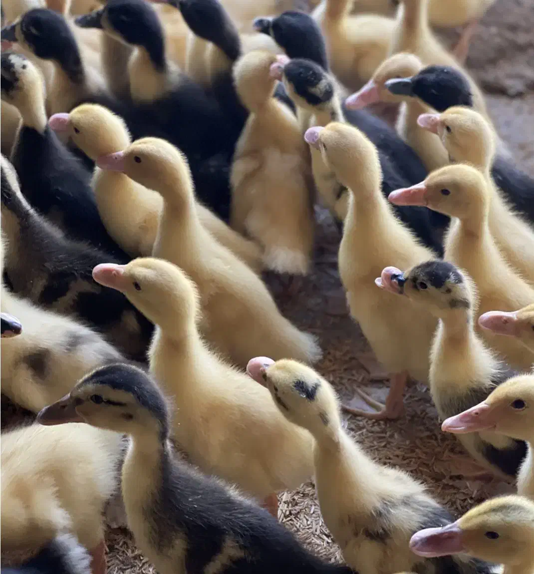 جوجه اردک ۵ روزه بانازلترین قیمت|حیوانات مزرعه|آستانه اشرفیه, |دیوار