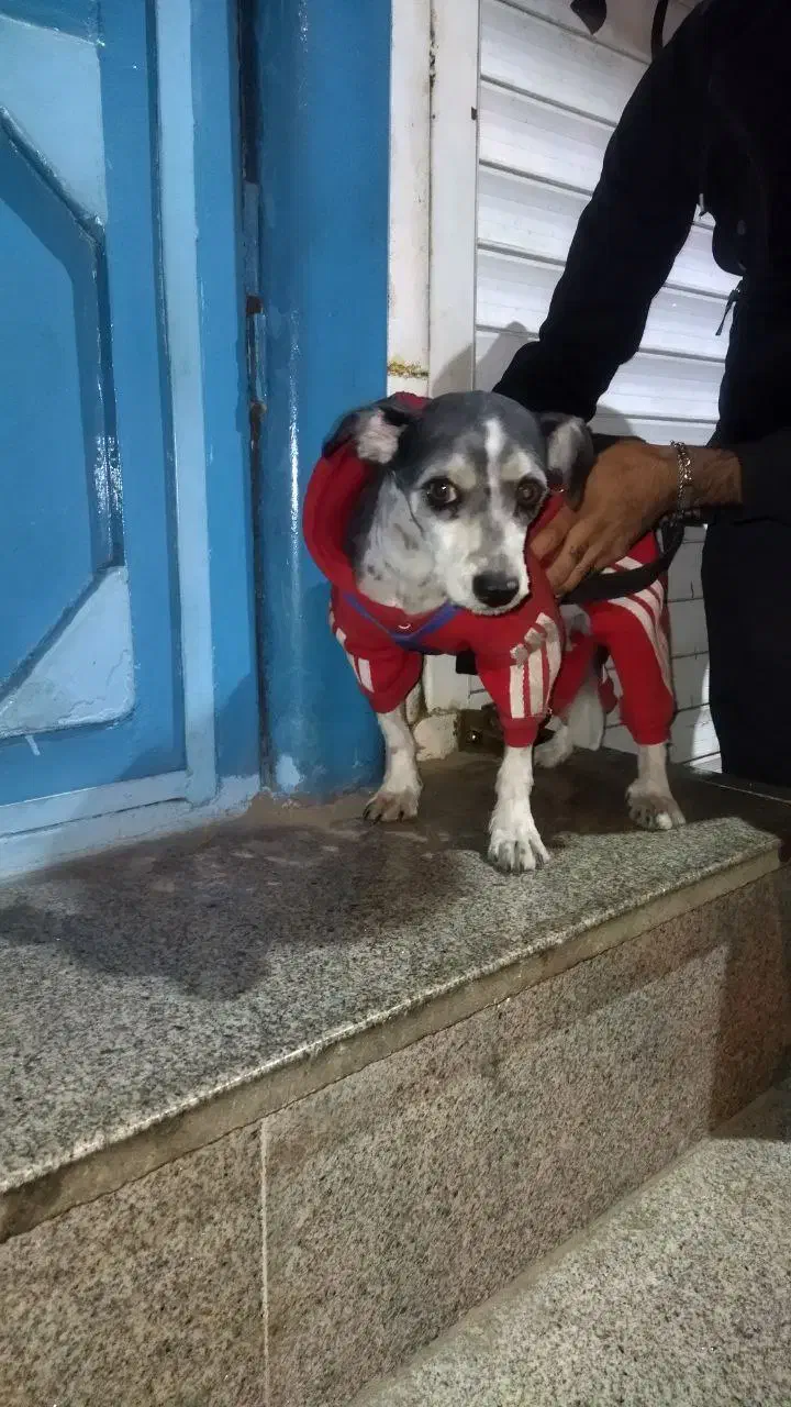 واگذاری سگ شیتزوتریر|سگ|مشهد, حسینآباد|دیوار