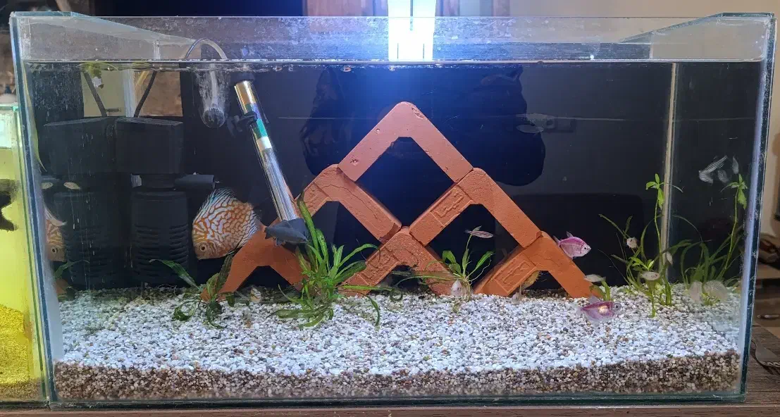 آکواریوم به همراه ماهی و لوازم|ماهی|ری, سیزده آبان|دیوار