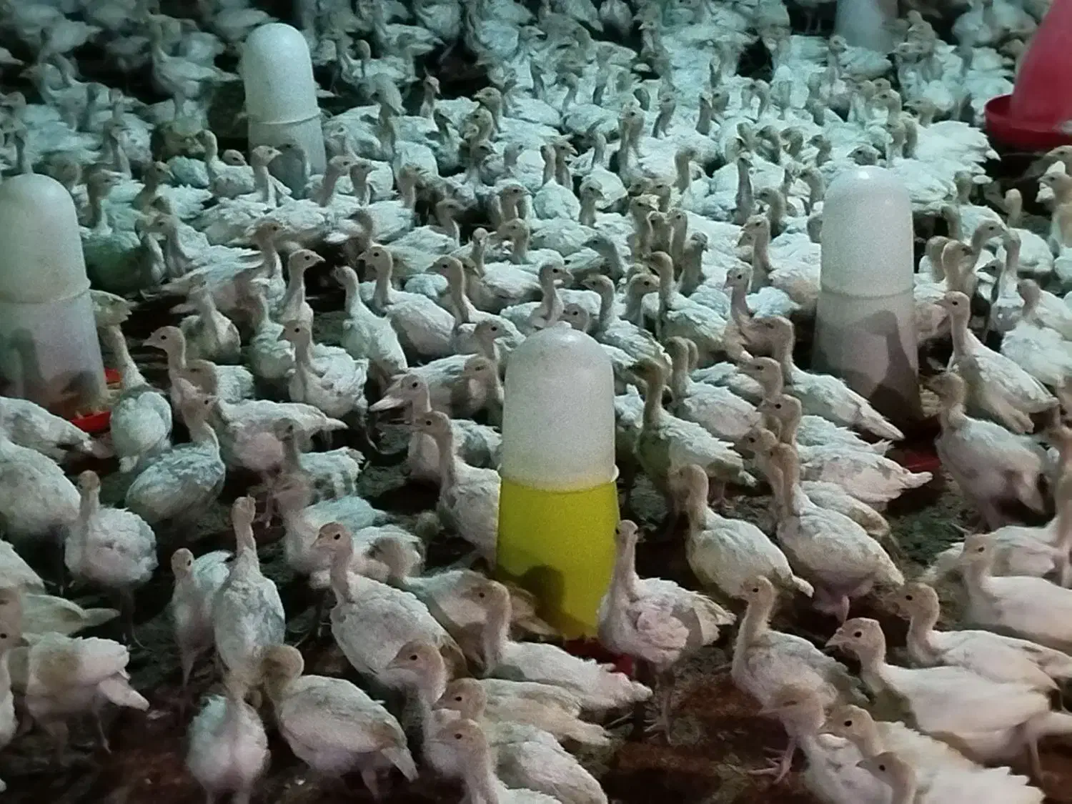 جوجه بوقلمون یک ماه بیوتی فوق سنگین|حیوانات مزرعه|مشهد, ایثار|دیوار