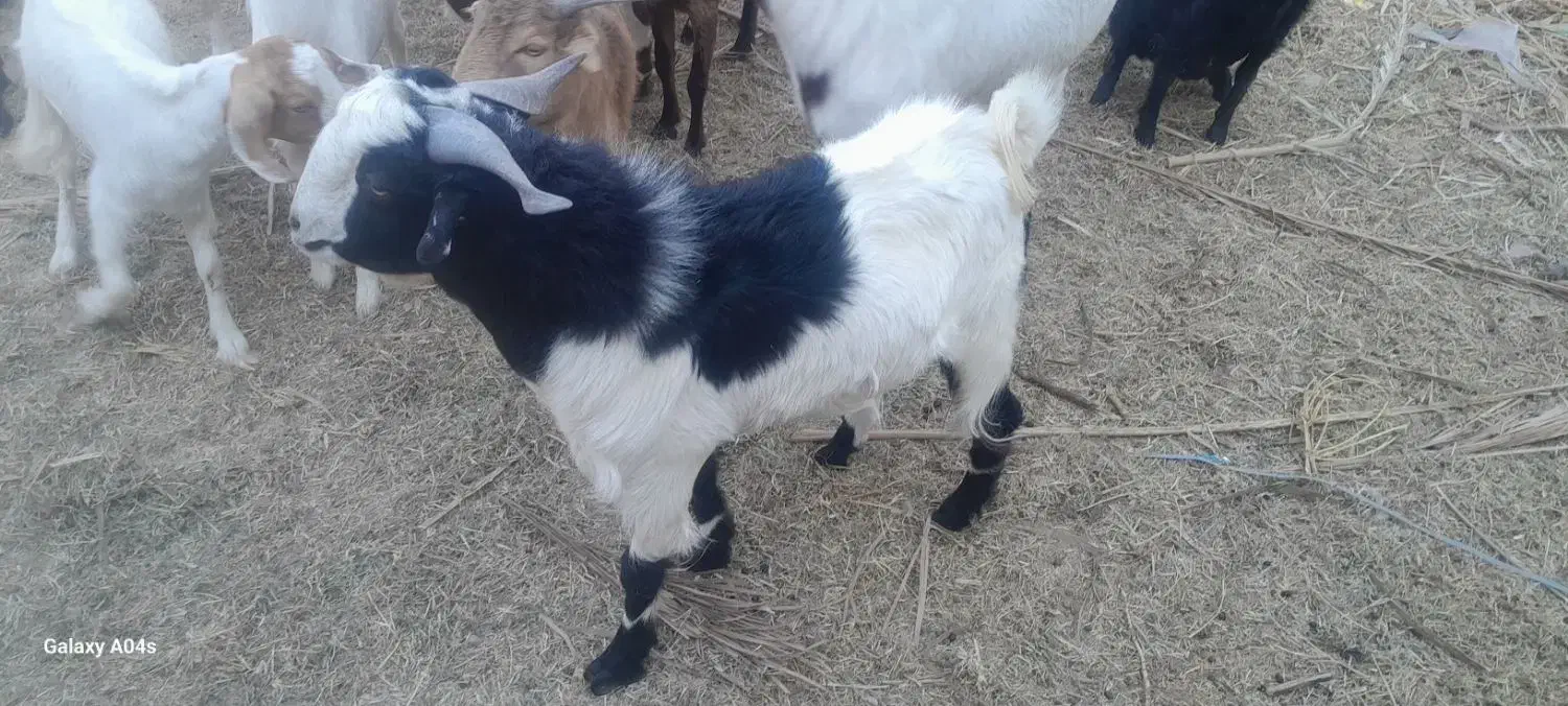 گوسفند فروشی|حیوانات مزرعه|گنبکی, |دیوار