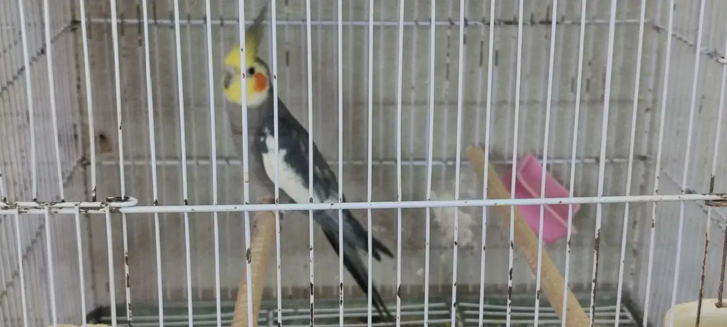 عروس هلندی نر مست سینامون ، ابلغ لوتینو، ماده ابلغ|پرنده|شیراز, سلطان آباد|دیوار