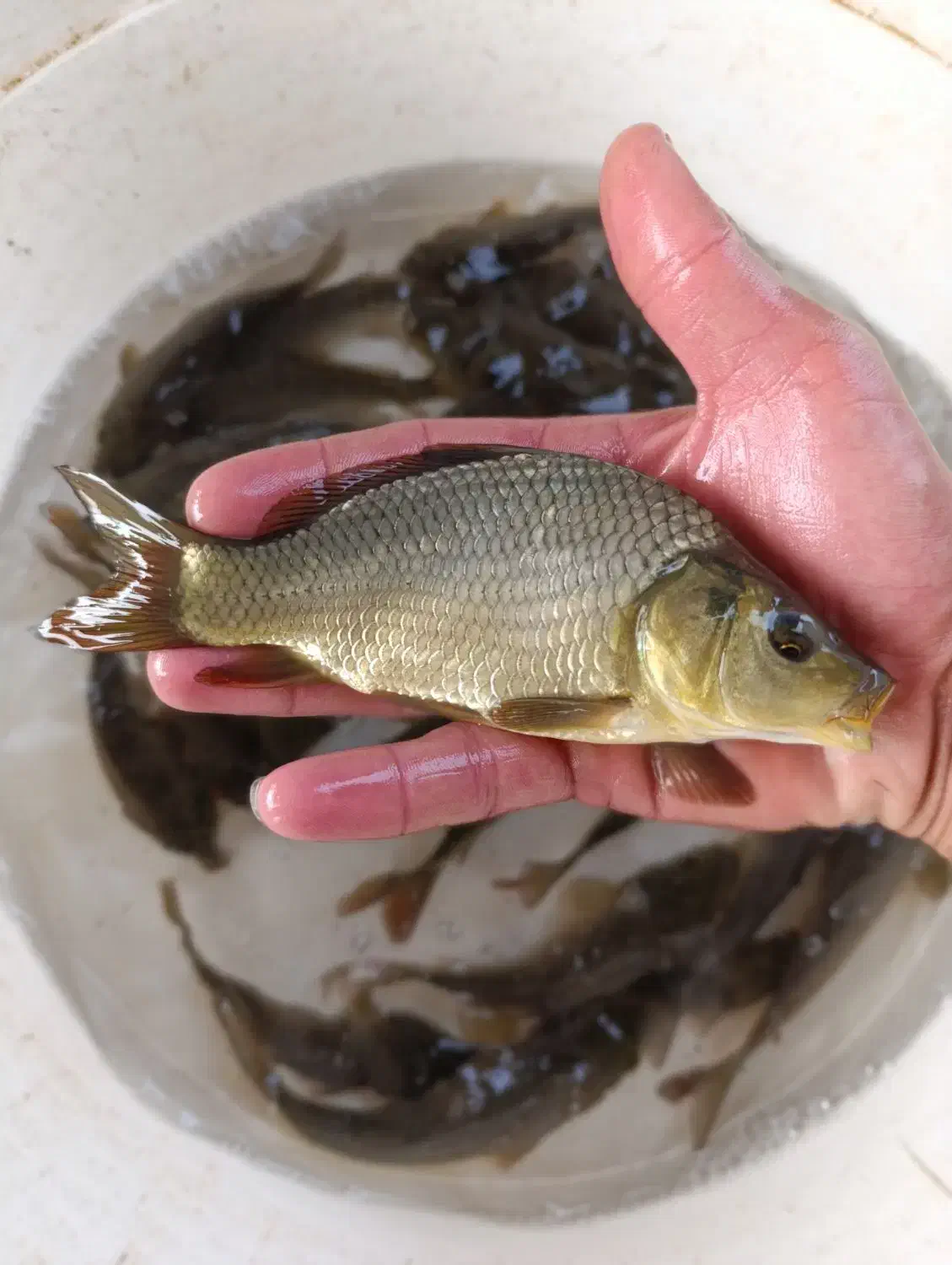 فروش انواع ماهی قرمز و بچه|ماهی|رشت, پل تالشان|دیوار