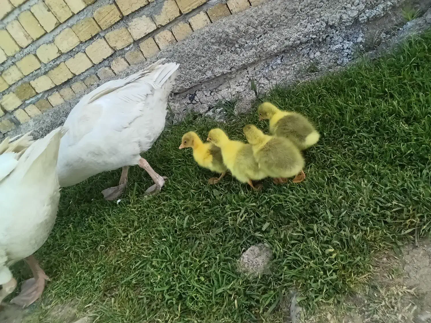 قاز|گل و گیاه طبیعی|الشتر, |دیوار