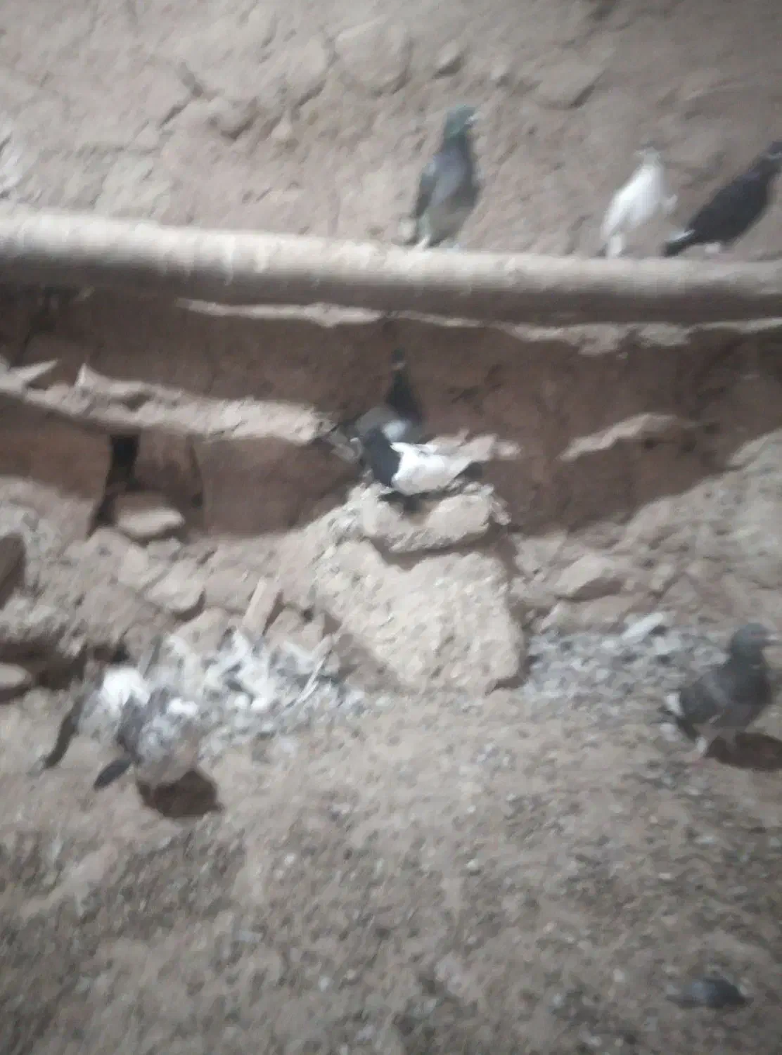 کبوتر|پرنده|شیروان (خراسان), |دیوار