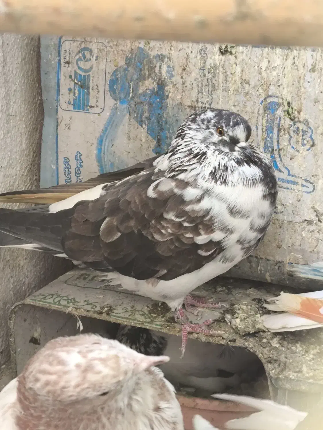 کفتر فروشی|پرنده|پردیس, فاز ۸|دیوار