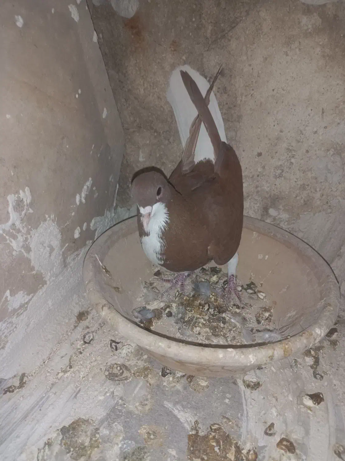 شهری سرخ ماده|پرنده|شیراز, محمدیه|دیوار