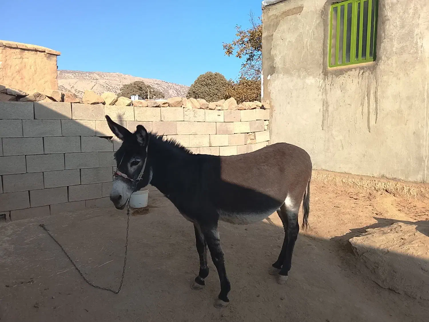 الاغ بخته باری گله ای|حیوانات مزرعه|منج, |دیوار